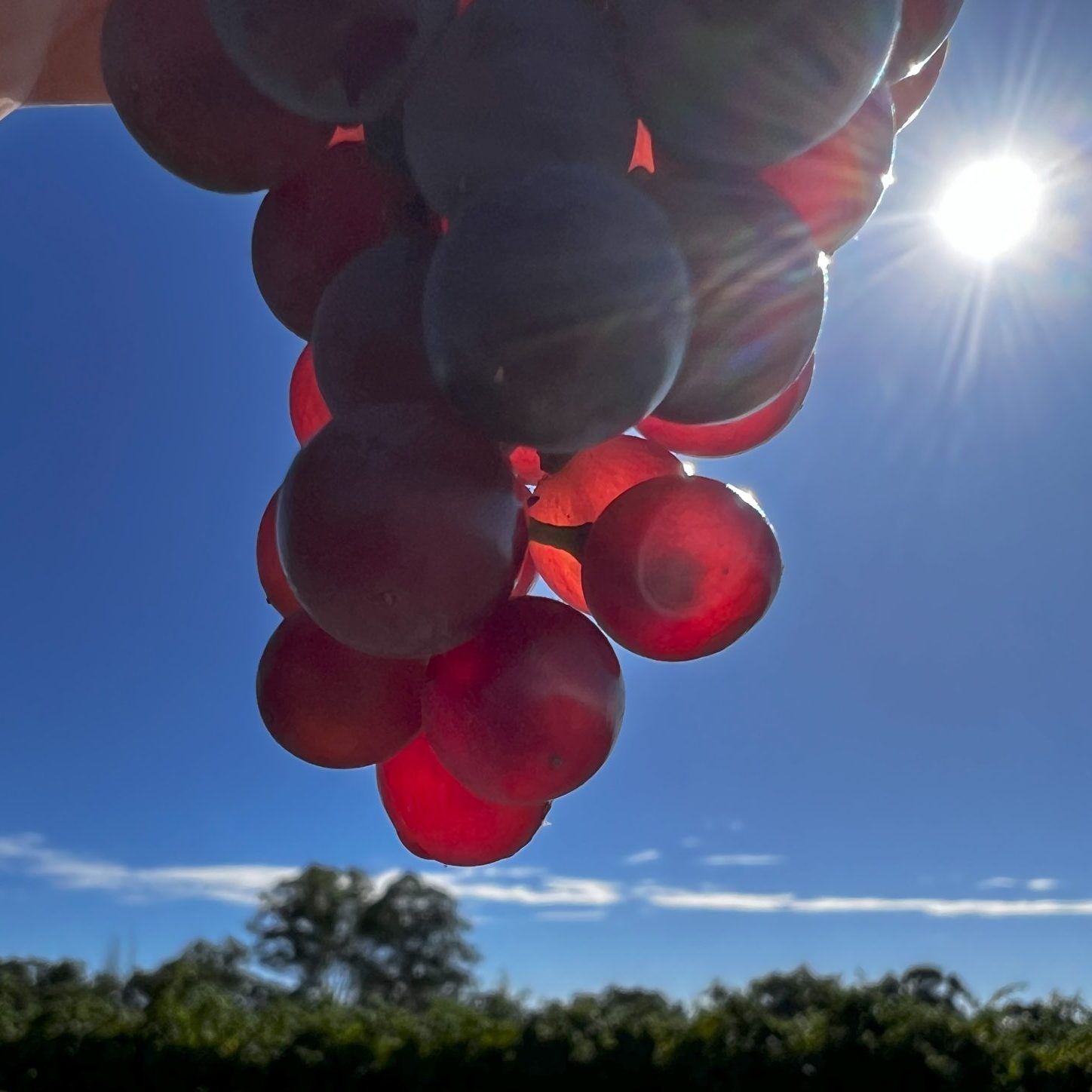 sunlight shining through red grapes
