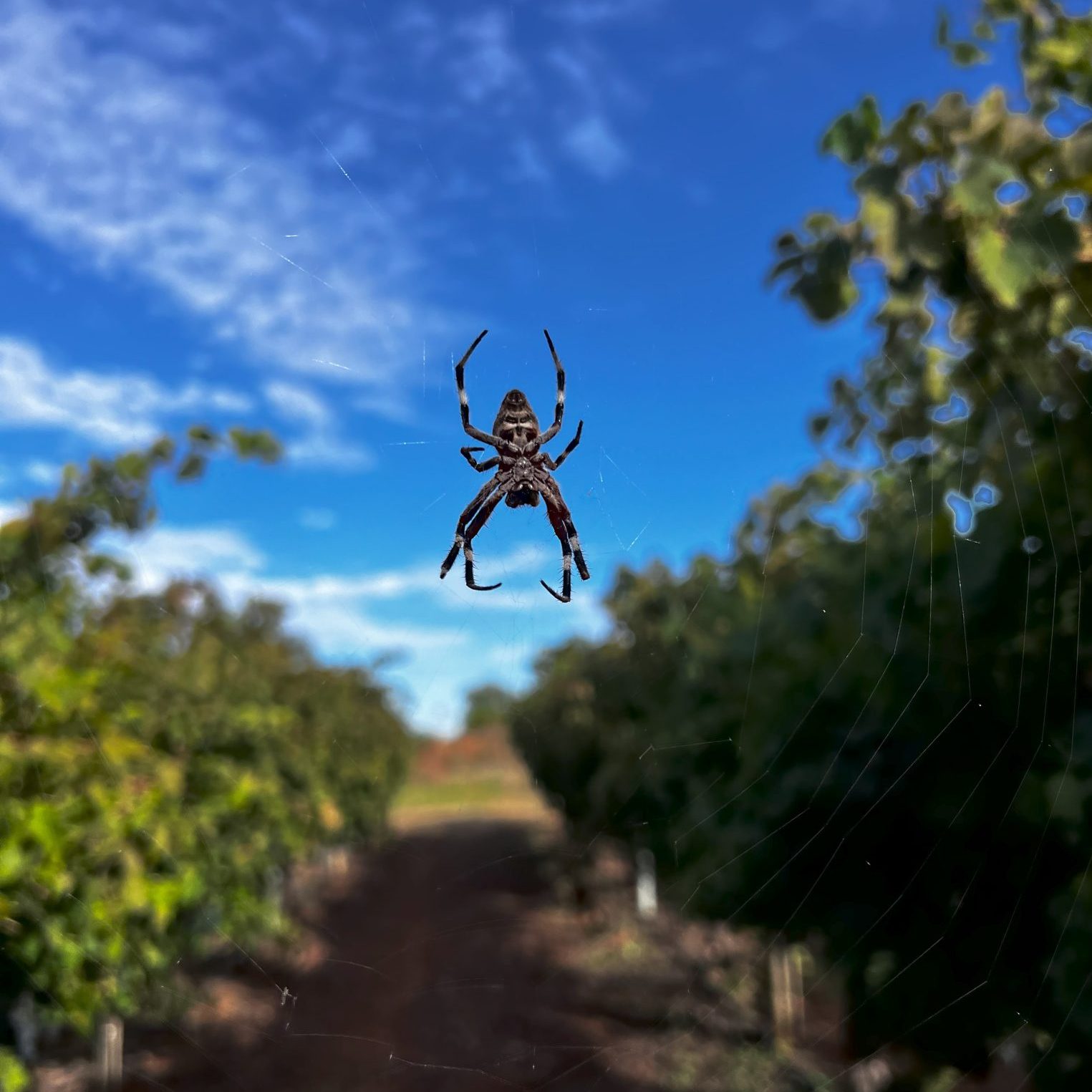 Orb weaver in the vineyard